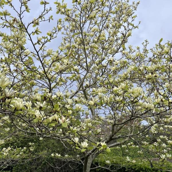 2 gal. Elizabeth Deciduous Japanese Magnolia Tree with Yellow