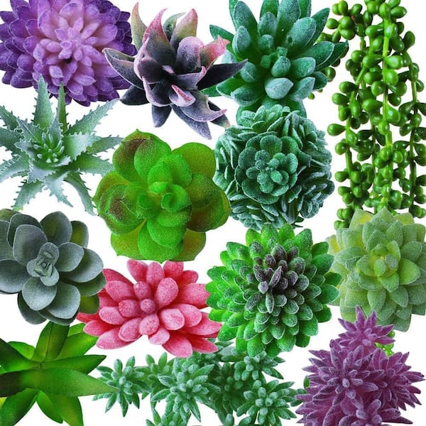 planting sweet william seeds Sweet William: Essential Cottage Garden Flowers main image 0