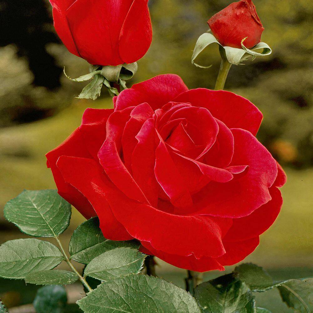 Reviews for national PLANT NETWORK Bare Root Rose Arctic Flame with Red ...