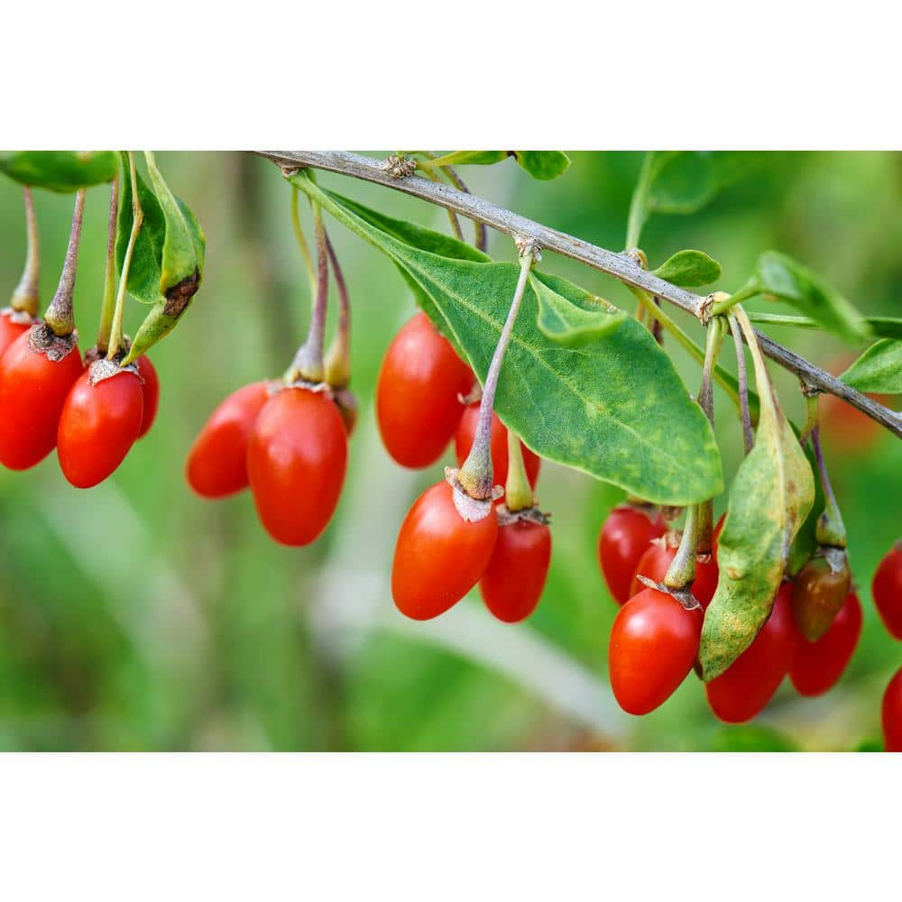 2 ft. Goji Berry Tree with Nutrient Rich Low Maintenance Fruit FTGJ001 ...