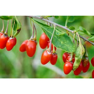 2 ft. Goji Berry Tree with Nutrient Rich Low Maintenance Fruit
