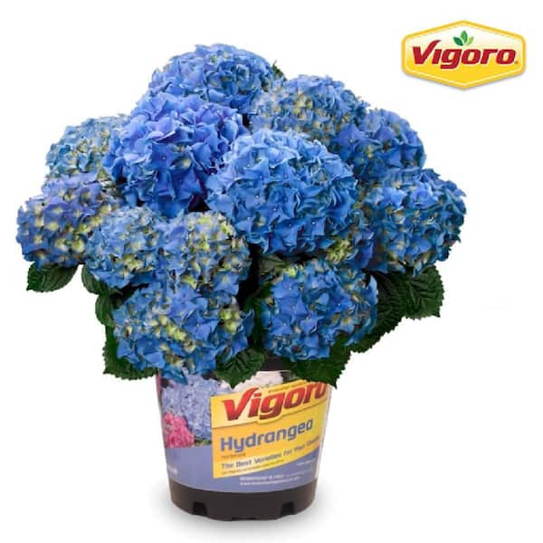 Vigoro 1 Gal. Early Blue Hydrangea Live Shrub with Blue Flowers