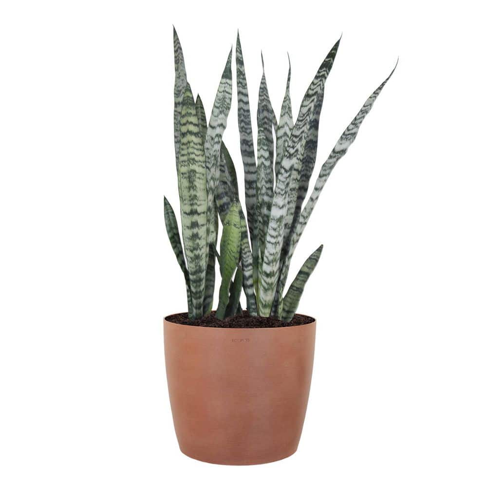 United Nursery Sansevieria Zeylanica Live Snake Plant Indoor Outdoor