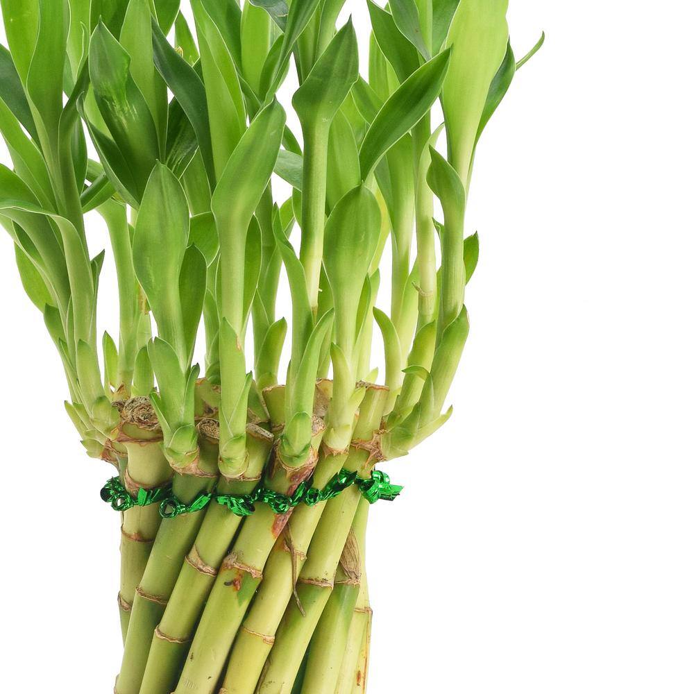 Carolina Tornado Lucky Bamboo in Black Ceramic Planter