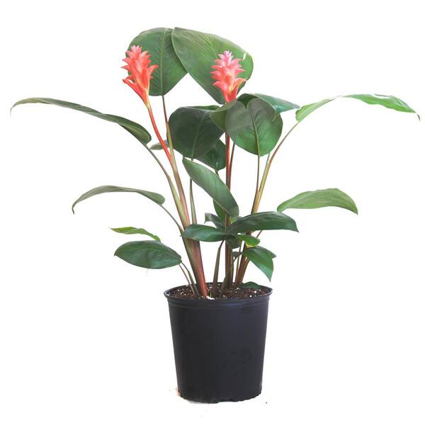 United Nursery Curcuma Plant Coral Live Indoor Outdoor Plant Shipped In 9 25 In Grower Pot At 28 In To 34 In Tall 716 The Home Depot