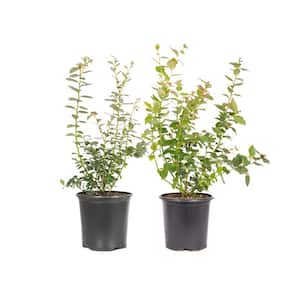 #2 container Perfect Pollinator Blueberry Plant (2-Pack)