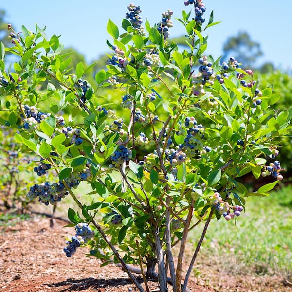 5 Gal. Northland Northern Highbush Blueberry Tree BLUNOR05G - The