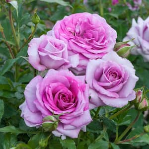 Life's Little Pleasures Miniature Rose, Dormant Bare Root Plant, Purple Color Flowers (1-Pack)