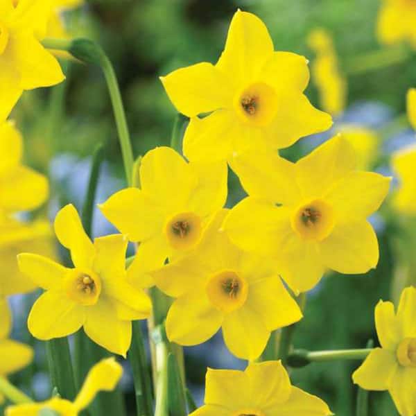 Van Bourgondien Jonquil Quail Fragarent Daffodil Bulbs 25-Pack