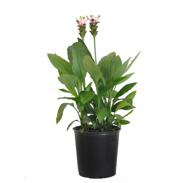 United Nursery Curcuma Plant Pink Live Indoor Outdoor Plant Shipped in 9.25 in. Grower Pot 28 in. to 34 in. Tall