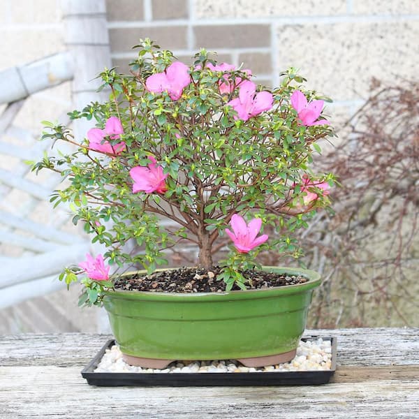 Brussel's Bonsai Satsuki Azalea Bonsai Tree