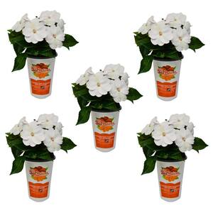 1 Qt. White SunPatiens Impatiens Outdoor Annual Plant with White Flowers (5-Pack)