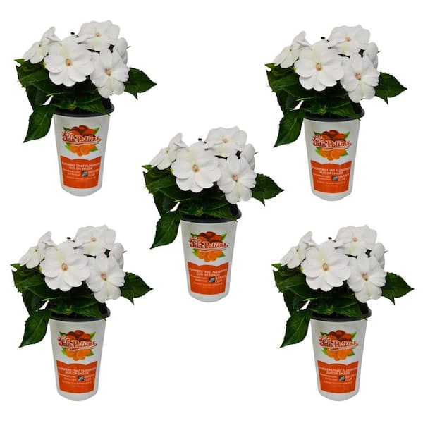 SunPatiens 1 Qt. White SunPatiens Impatiens Outdoor Annual Plant with White Flowers (5-Pack)