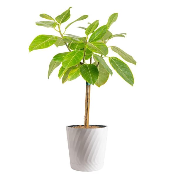 10 in. Ficus Standard Plant in Deco Pot
