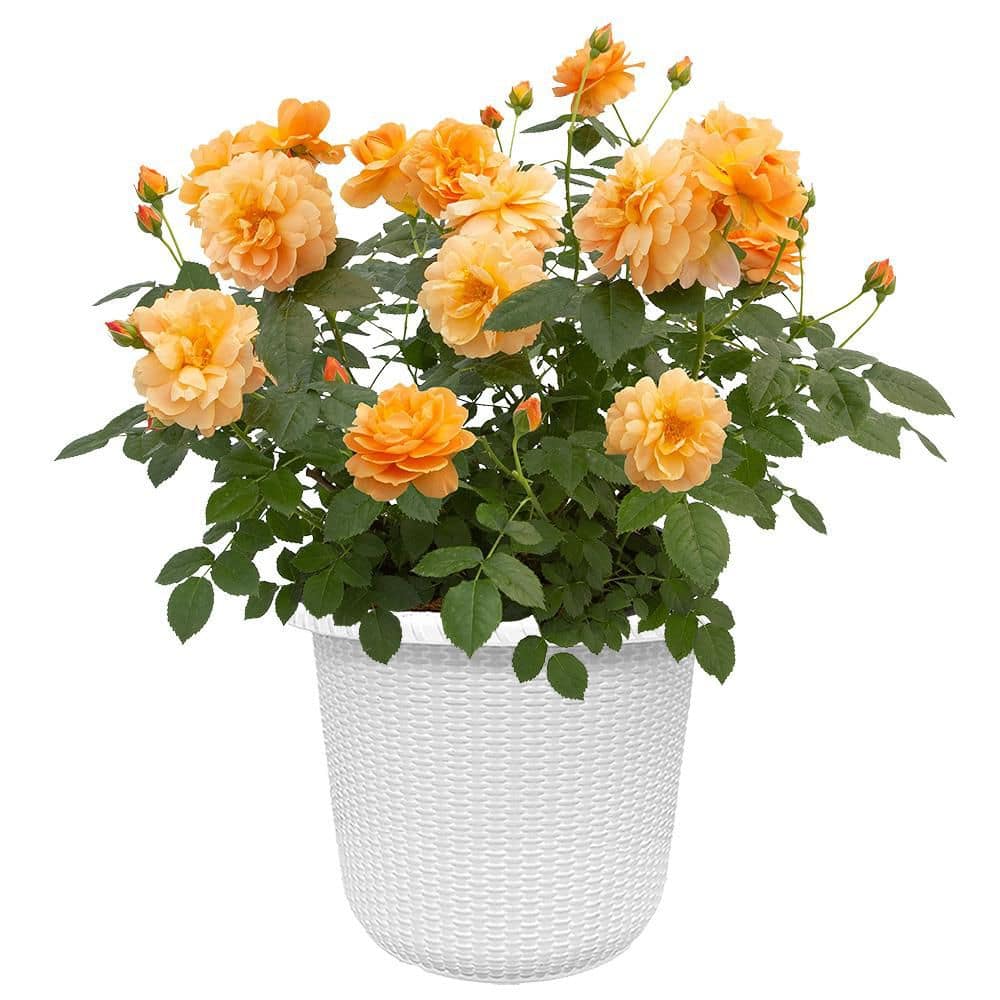 proven-winners-rose-bushes-