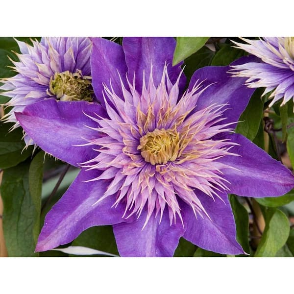 Wekiva Foliage Clematis Multi Blue-2 Live Plants in 3.5 Inch Growers Pots-Bold and Beautiful Starter Flowering Vine