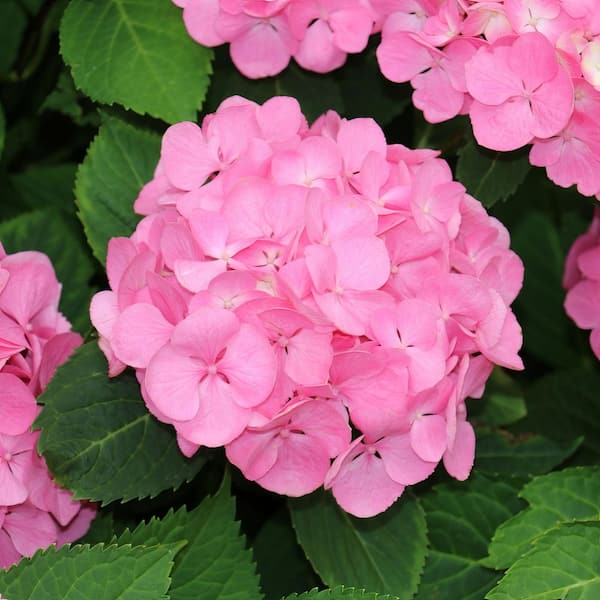 national PLANT NETWORK 4 in. 3-in-1 Hydrangea Shrub with Blue-Pink