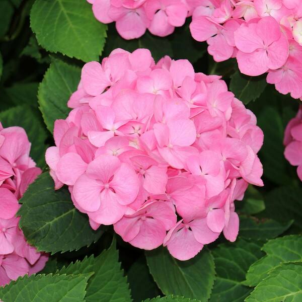 national PLANT NETWORK 4 in. 3-in-1 Hydrangea Plant with Blue-Pink