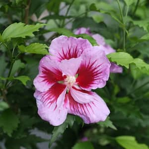 2 Gal. Purple Pillar Rose of Sharon (Hibiscus) Plant with Purple Flowers