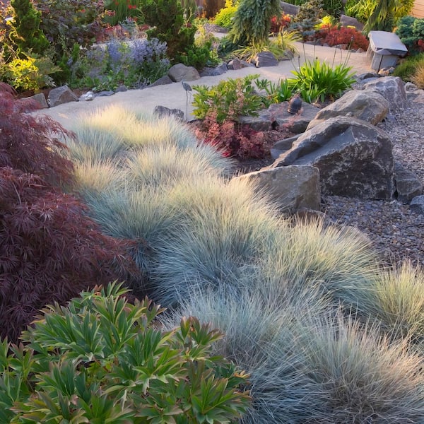 elephants trunk plant Elephant's Trunk Pachypodium Namaquanum main image 1