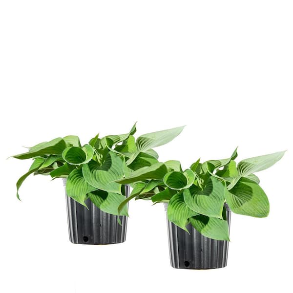 Perfect Plants 1 Gal. Elegans Hosta - 2 Pack