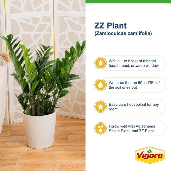 Vigoro Zamioculas Zamiifolia Indoor ZZ Plant in 10 in. White Decor