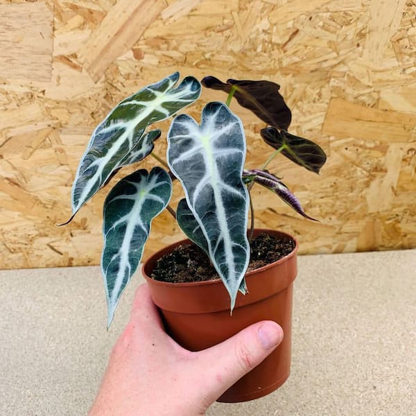 Alocasia Bambino - Live Plant in a 4 in. Pot - Alocasia Amazonica Bambino -  Florist Quality Air Purifying Indoor Plant