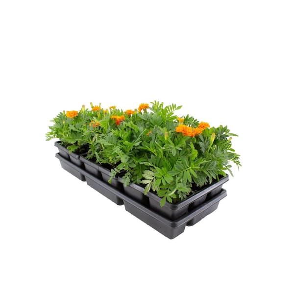 1.97 Gal. Marigold Orange in 2.75 in. Cell Grower's Tray (18-Plant)