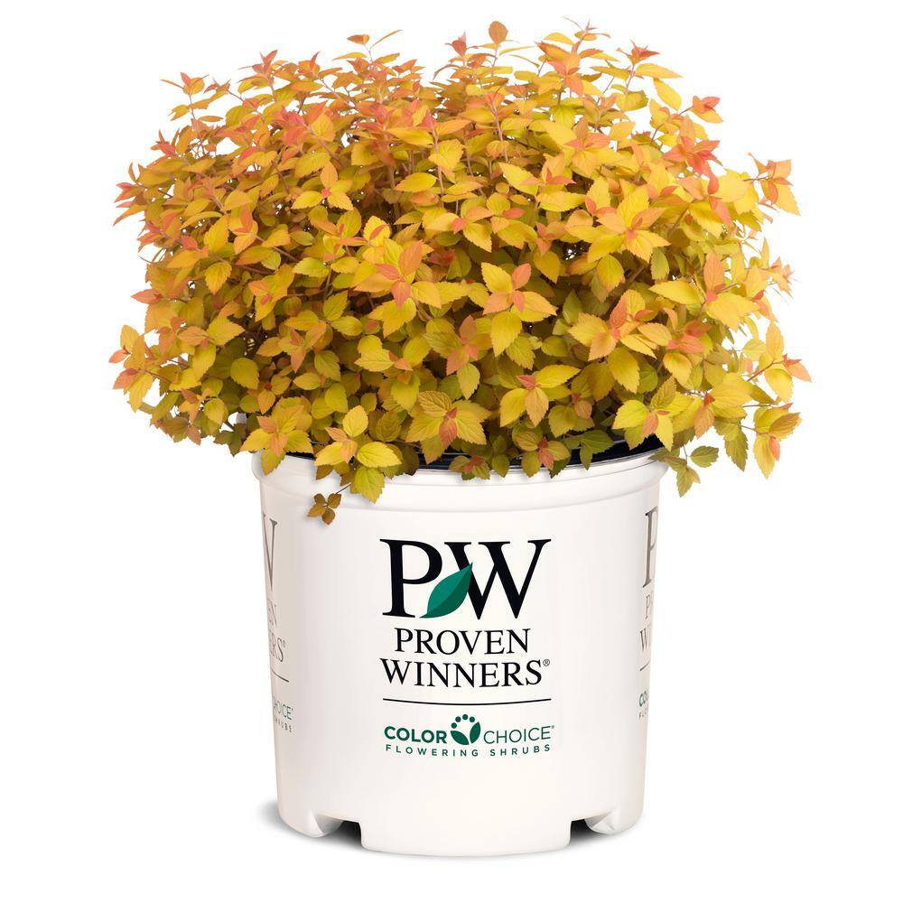 Home Depot Proven Winners