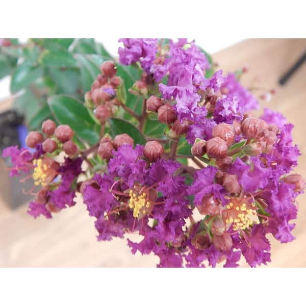 FIRST EDITIONS 4 in. x 4 in. x 10 in. Crape Myrtle Purple Magic Container