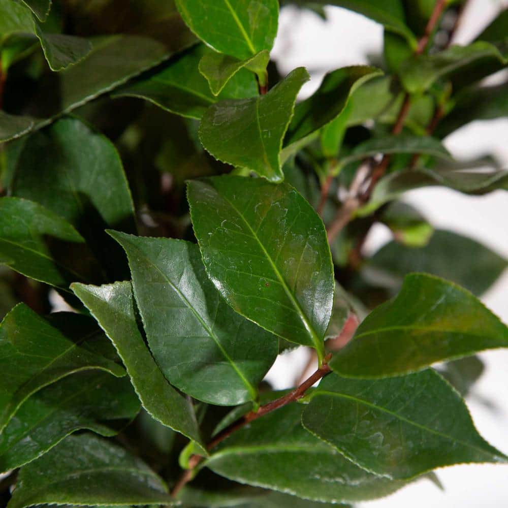 Early Wonder Camellia Bush with Pink Blooms in 2.5 Quart Pot