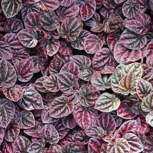 4 in. Peperomia Schumi Red Plant in Grower Container (1-Piece)