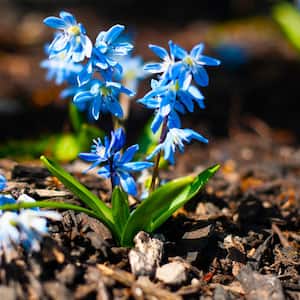 Siberian Squill Plant Bulbs (50-Pack)