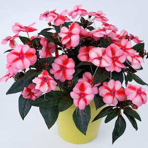2.5 In. Vigorous Peach Candy SunPatiens Impatiens Outdoor Annual Plant with Peach-Pink Flowers in Grower's Pot (3-Pack)