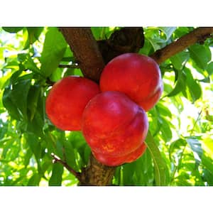 Independence Nectarine Tree (Bare-Root, 3 ft. to 4 ft. Tall, 2-Years Old)