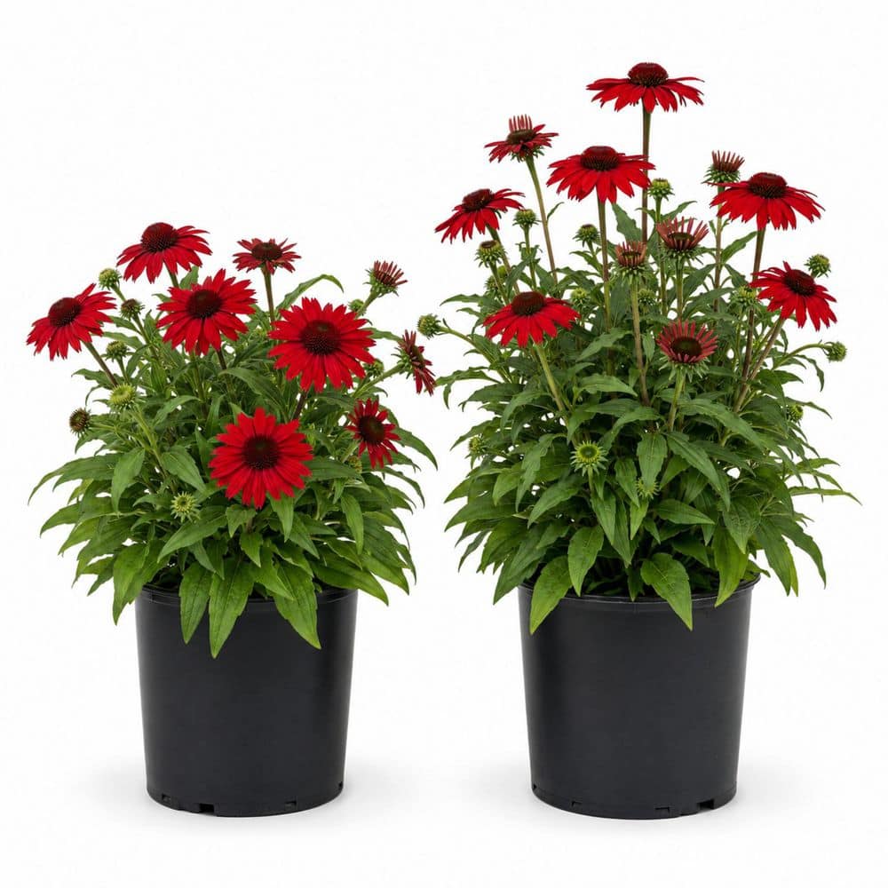 1 gal. Raspberry Coneflower – Rich Raspberry-Pink Echinacea Perennial (2-Pack) price history on PriceWatchPro