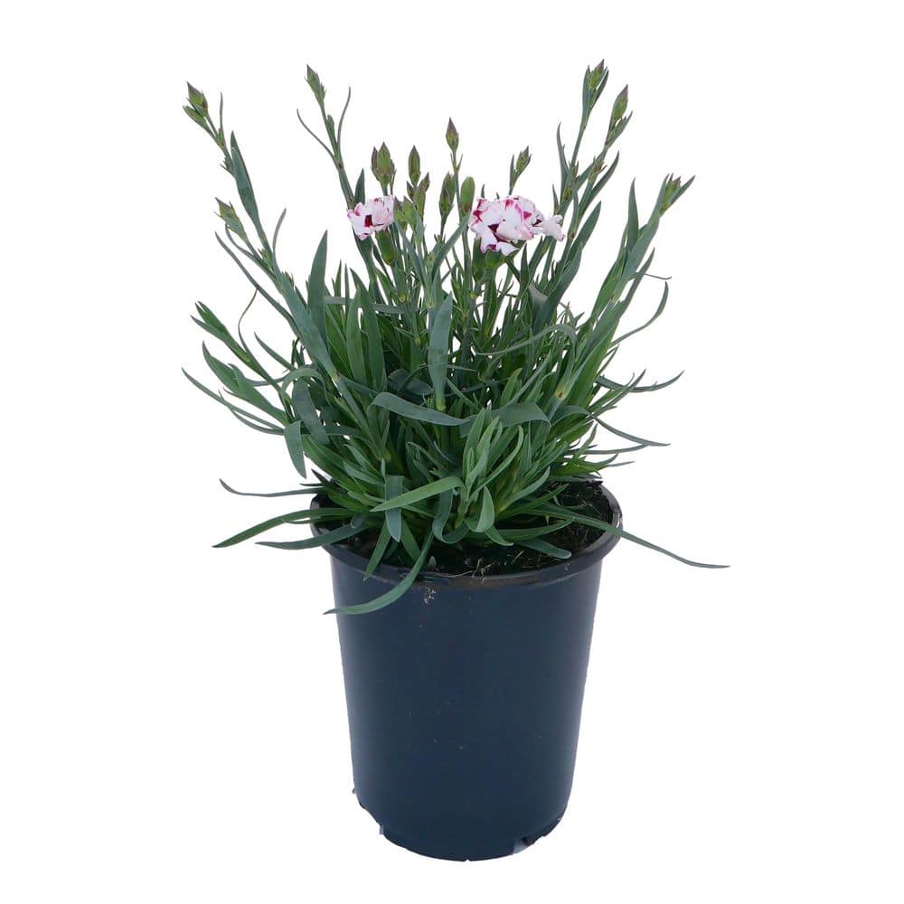エンザイン フローラ Unbranded. 2.5 qt. Dianthus 'Everlast Cherry Swirl' Perennial