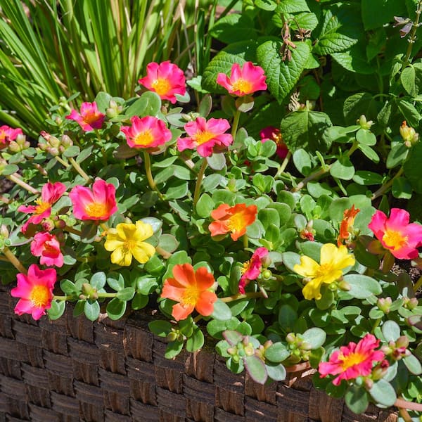 Altman Plants 1 qt. Purslane Mix Plant Collection (4-Pack)
