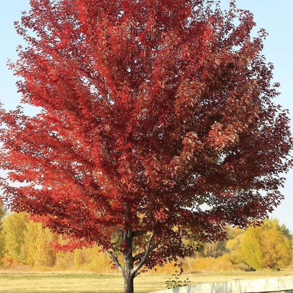 7 Gal. Sun Valley Maple Shade Tree