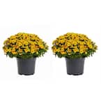 3 Qt. Live Orange Chrysanthemum (Mum) Plant for Fall Garden, Porch or Patio (2-Pack)