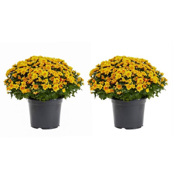 METROLINA GREENHOUSES 3 Qt. Live Orange Chrysanthemum (Mum) Plant for Fall Garden, Porch or Patio (2-Pack)