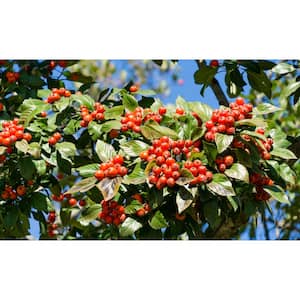 3 ft. Lavalle Hawthron Compact Tree with Large Red Fall Fruit