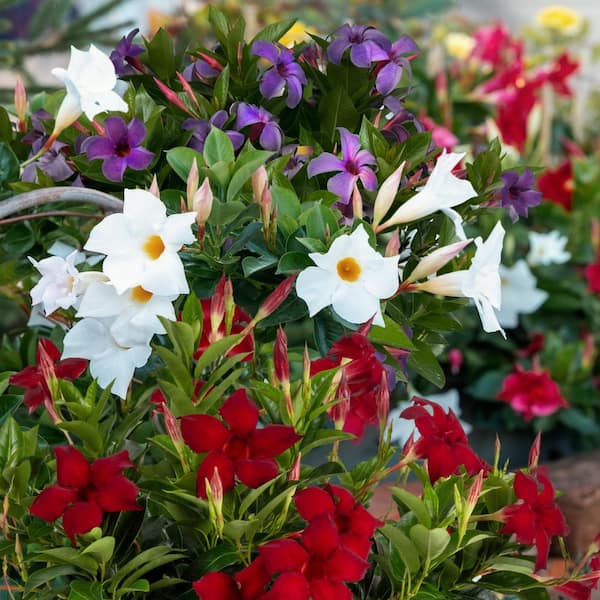 national PLANT NETWORK 4 in. Mandevilla Plant American Celebration  Collection (24-Pack) HD2640C - The Home Depot