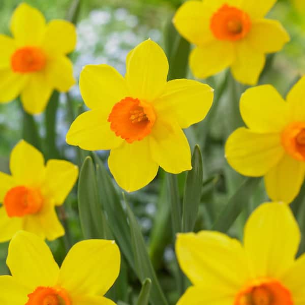 Garden State Bulb 16/18 cm, Brackenhurst Large Cupped Daffodil Flower Bulbs (Bag of 100)