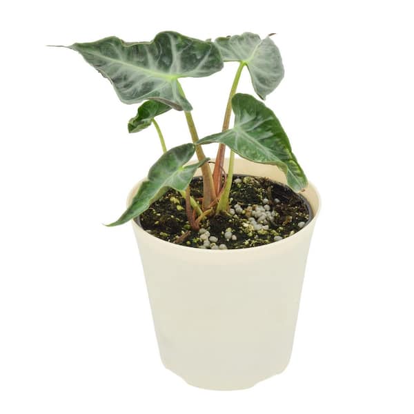 4 in. Alocasia Loco Plant in Beige Plastic Pot Cover Planter