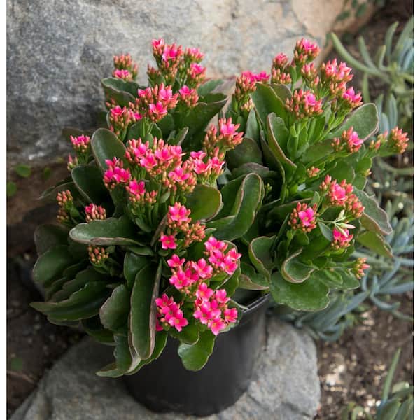 Altman Plants 9 cm Kalanchoe Blossfeldiana Succulent in Terra Cotta Clay Pot