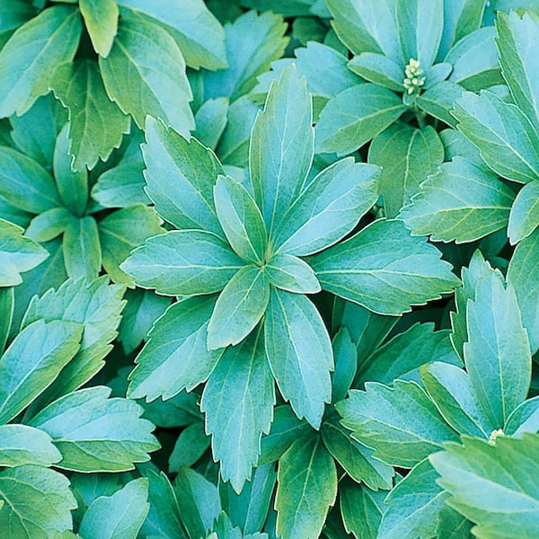 BELL NURSERY 1.42 Pint Pachy Spurge Ground Cover Plant