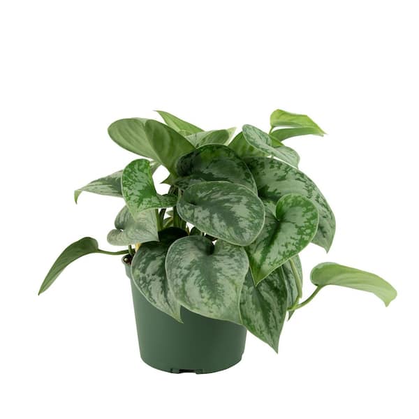 PLANT NETWORK 6 in. Devil's Ivy Silver Satin Pothos Plant Grower Pot HD7207 Home Depot
