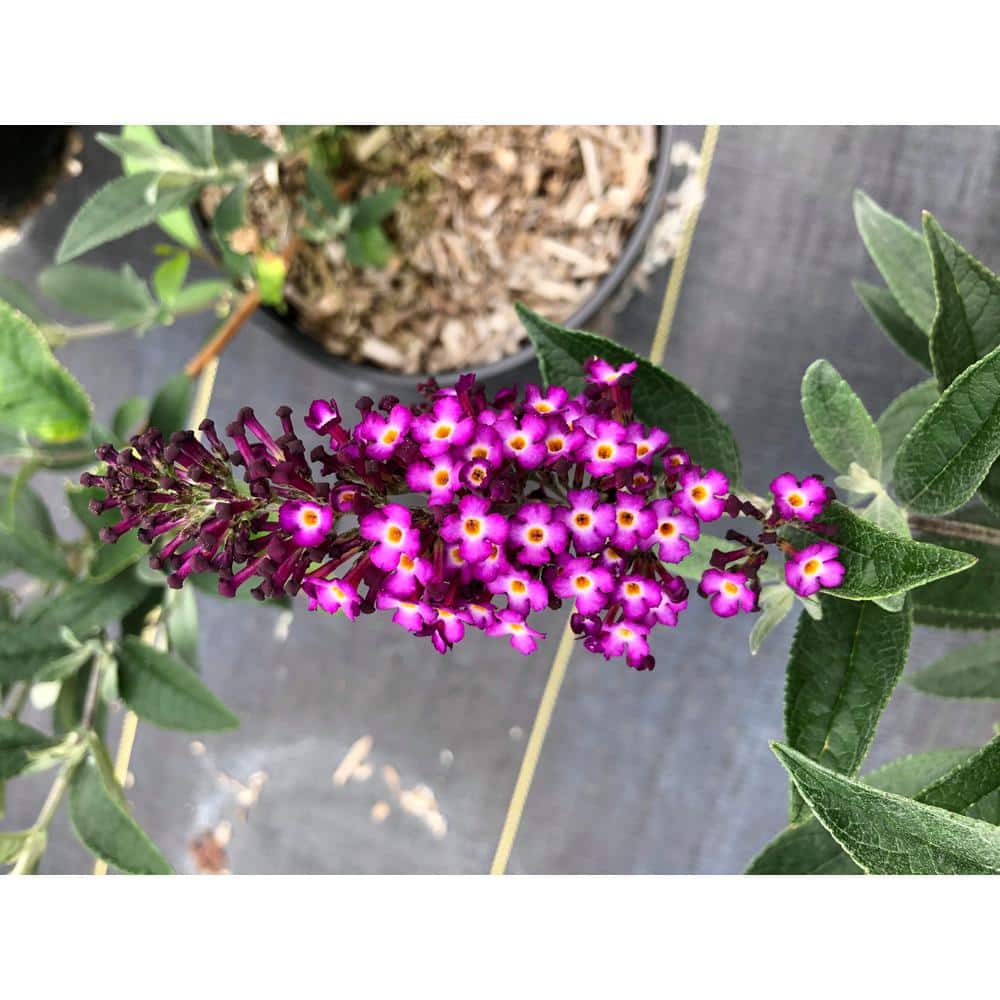 Jumbo Pint Blueberry Pie Butterfly Bush (Buddleia) Live Shrub, Rich Pink Flowers price history on PriceWatchPro