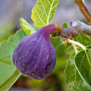5 Gal. LSU Purple Fig Tree